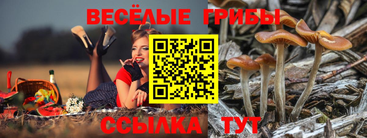 Псилоцибиновые грибы GOLDEN TEACHER  Псилоцибиновые грибы Psilocybine cubensis  Бирск  Вход с VPN 